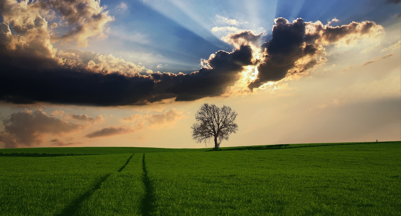 tree, grass, fields, meadows, grasslands, single tree, sunset, clouds, sky, horizon, rural, countryside, landscape, sunlight, nature, tree, tree, tree, tree, tree, sky, landscape